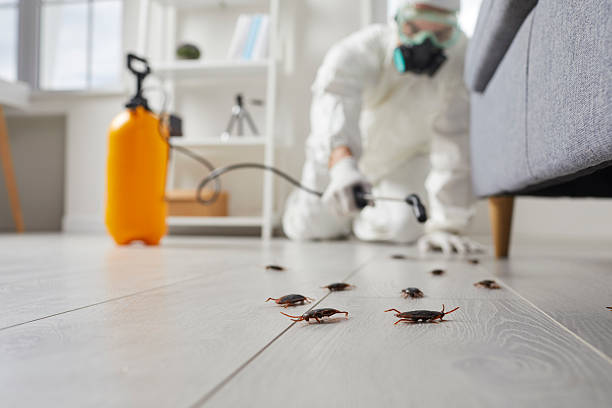 Commercial Kitchen Cockroach Control in Casas Adobes